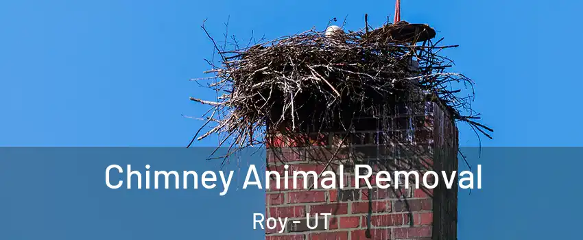Chimney Animal Removal Roy - UT