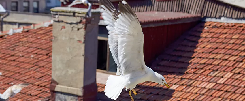 Residential Chimney Animal Removal Solution in Roy, UT