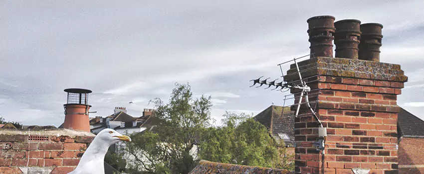Chimney Cleaning And Restoration in Roy, Utah